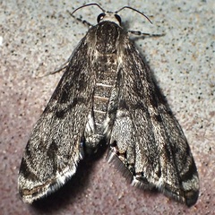 Petrophila schaefferalis