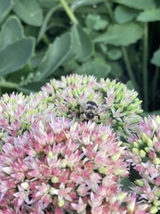 Bombus impatiens