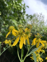 Augochlorella aurata
