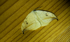 Drepana arcuata