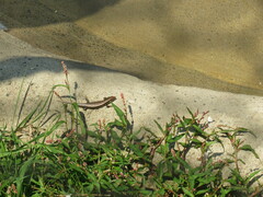 Plestiodon fasciatus