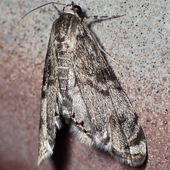 Petrophila schaefferalis