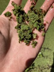 Azolla