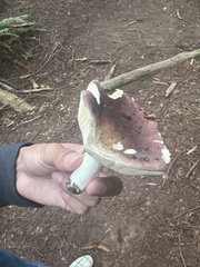 Russula fragilis