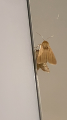 Mythimna