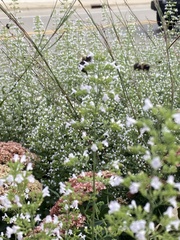 Bombus impatiens
