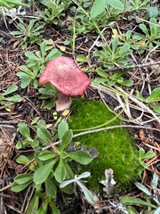 Russula rhodocephala