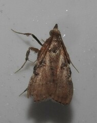 Galasa nigripunctalis