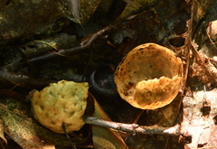 Amphibolips quercusinanis