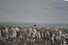 Motacilla alba yarrellii