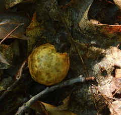 Amphibolips quercusinanis