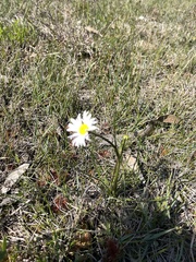 Allittia cardiocarpa