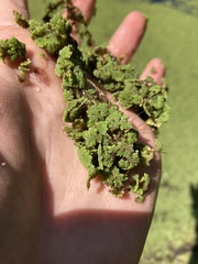 Azolla