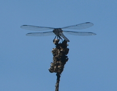 Libellula incesta