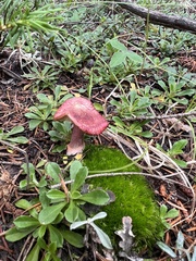 Russula rhodocephala
