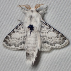 Apotolype brevicrista