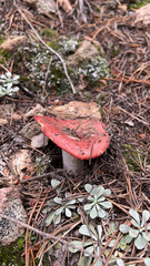 Russula rhodocephala