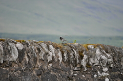 Motacilla alba yarrellii