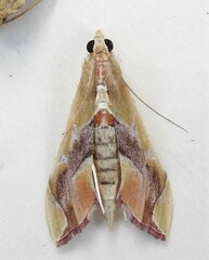 Agathodes monstralis
