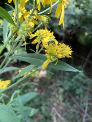 Augochlorella aurata