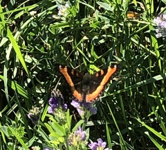 Aglais milberti