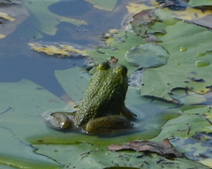 Lithobates catesbeianus
