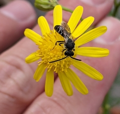 Anthophila