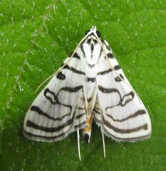 Conchylodes concinnalis