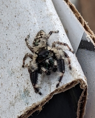 Phidippus otiosus