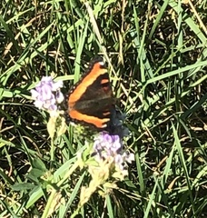 Aglais milberti