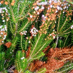 Erica vagans