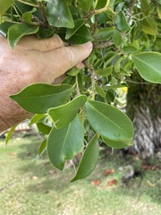 Ficus microcarpa