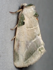 Heminocloa mirabilis