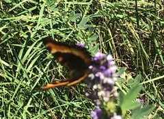 Aglais milberti