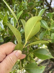 Ficus microcarpa