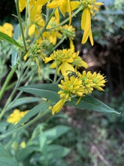Augochlorella aurata