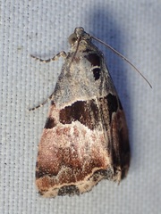 Cobubatha lixiva