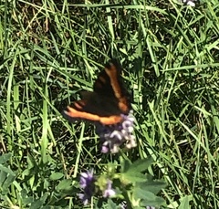 Aglais milberti