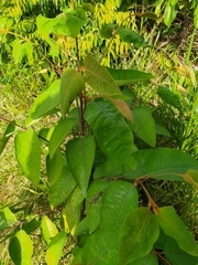 Vismia macrophylla