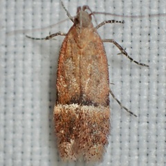 Eudactylota iobapta