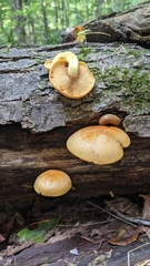 Gymnopilus luteus