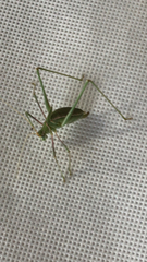 Tettigoniidae