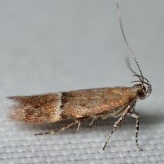 Eudactylota iobapta