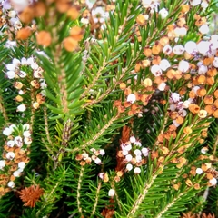 Erica vagans