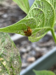 Epilachna varivestis