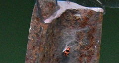 Coleomegilla maculata