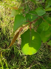 Vismia macrophylla