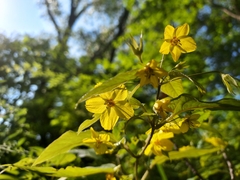 Lysimachia ciliata