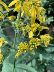 Augochlorella aurata