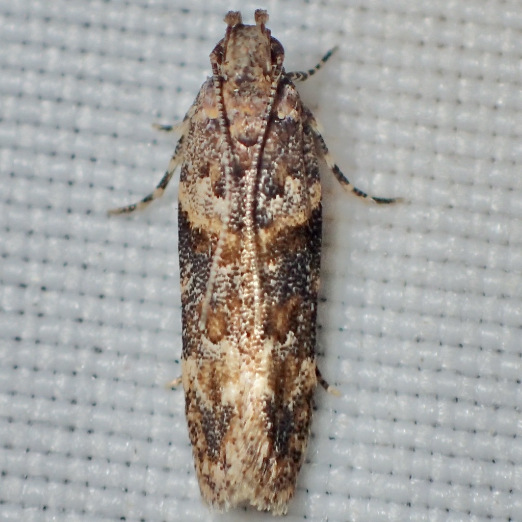 Friseria nona